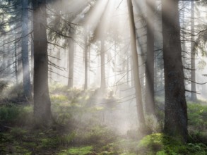 Natural spruce forest with morning fog, sunbeams break through the fog, at the Dreisesselberg,