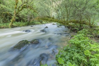 A river flows through a lively forest with smooth rocks that are partially submerged in the water.