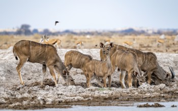 Greater kudu (Tragelaphus strepsiceros), herd, drinking at waterhole, Nxai Pan National Park,