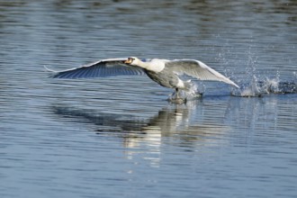Mute swan (Cygnus olor), on landing approach, Flachsee nature reserve, Freiamt, Canton Aargau,