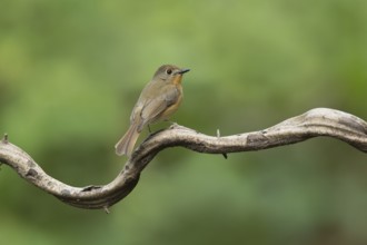 Hill Blue Flycatcher (Cyornis banyumas) female, Yunnan, China