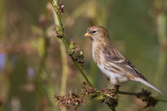 Lesser Redpoll - Alpen-Birkenzeisig - Carduelis cabarett, Germany
