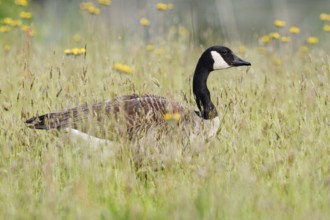 Canada goose (Branta canadensis) standing in a meadow, North Rhine-Westphalia, Germany