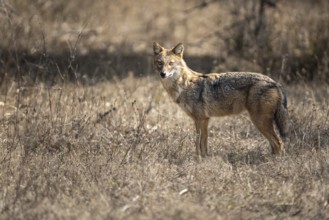 Golden jackal (Canis aureus), Bandhavgarh National Park, Bahannara, Manpur, Madhya Pradesh, India