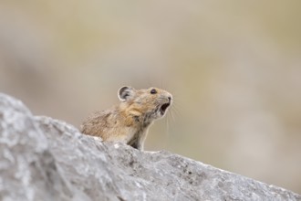 American pika (Ochotona princeps) sits calling on a rock, Jasper National Park, Alberta, Canada