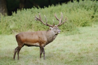 Red deer (Cervus elaphus) standing in a meadow during the rutting season, North Rhine-Westphalia,