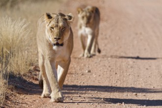 African lions (Panthera leo), two adult lionesses, walking on a dirt road, animal portrait,