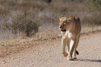 African lion (Panthera leo), lioness, adult female walking on a dirt road, Kgalagadi Transfrontier