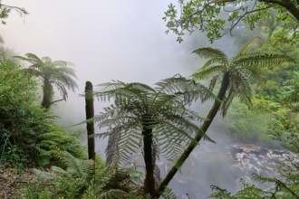 Mystical natural magic unfolds through misty forests of ferns and trees, Te Manaroa Spring, hot