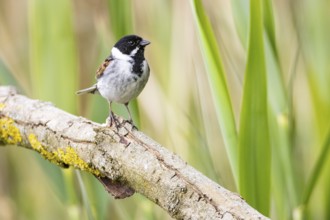 Reed bunting (Emberiza schoeniclus) ml Germany