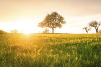 A tree stands in a meadow in the sunlight, surrounded by a wide, open landscape, Gechingen, Calw