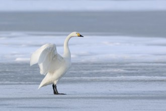 Tundra Swan (Cygnus bewickii) standing on a frozen body of water, on a patch of ice, flapping its