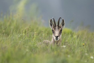 Take a break... Chamois (Rupicapra rupicapra) lies / rests in high grass, flies buzz around its