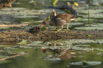 A common moorhen (Gallinula chloropus) provides food for its two-week-old young owl. Bas rhin,