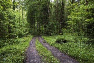 Forest path through a deciduous forest, Mondseeland, Salzkammergut, Upper Austria, Austria