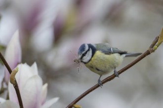 Blue tit (Cyanistes Caeruleus) adult bird with nesting material in its beak on a flowering garden