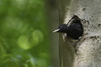 Soon to fledge... Black woodpecker (Dryocopus martius), young female black woodpecker, short red