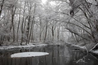 Standing water in riparian forest in winter, late onset of winter in North Rhine-Westphalia, heavy