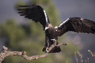 Iberian Eagle (Aquila adalberti), Spanish imperial eagle, Extremadura, Castilla La Mancha, Spain