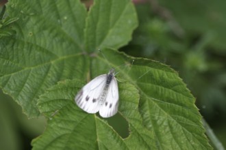 White butterfly (Pieris napi), female, white, leaf, The butterfly sits with spread wings on a green