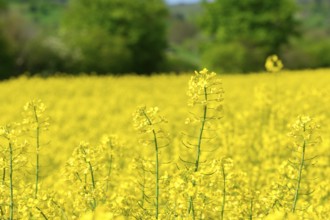 Close-up of yellow rape flowers in the field with blurred background, Baden-Württemberg, Germany