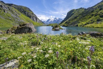 Sea of flowers at a mountain lake with view of mountain peaks, Lac du Louvie with summit Grand