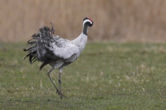 Common Crane (Grus grus), Mecklenburg-Western Pomerania, Germany