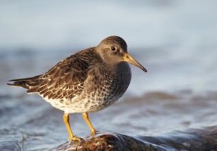 Purple Sandpiper (Calidris maritima), Schleswig-Holstein, Germany