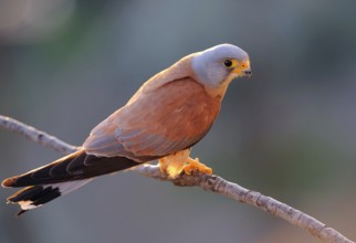 Lesser Kestrel (Falco naumanni) male, Extremadura, Spain