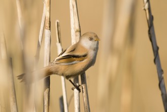 Bearded Reedling (Panurus biarmicus), Baden-Wuerttemberg, Germany