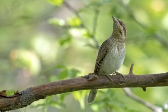 Eurasian Wryneck (Jynx torquilla) perched on a branch, Saxony-Anhalt, Germany