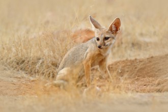Indian Fox, Vulpes bengalensis, Ranthambore National Park, India. Wild animal in nature habitat.