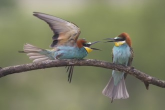 European Bee-eater (Merops apiaster) quarreling, perched on a branch, Subotica, Serbia