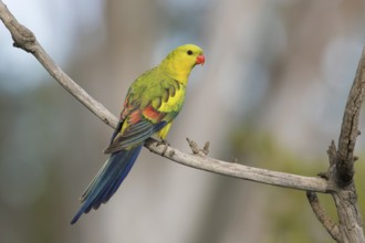 Regent Parrot (Polytelis anthopeplus) male perched on a branch, Victoria, Australia