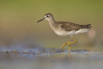 Wood Sandpiper (Tringa glareola) foraging, Poland