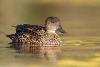 Chestnut Teal (Anas castanea) female, Victoria, Australia