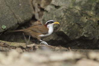 White-browed Scimitar Babbler (Pomatorhinus schisticeps), Kaeng Krachan, Thailand