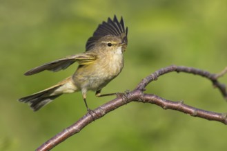 Common Chiffchaff (Phylloscopus collybita) perched on a branch, Poland