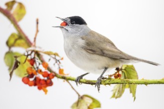 Eurasian Blackcap (Sylvia atricapilla) male feeding on red berries, Castile and Leon, Spain