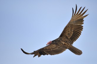 Turkey Vulture (Cathartes aura), Texas, USA