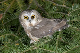 Northern Saw-whet Owl Aegolius acadicus Duluth, Minnesota, USA 15 October Adult Strigidae
