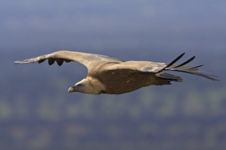 Griffon Vulture (Gyps fulvus), Extremadura, Spain
