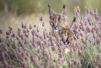 Caracal (Caracal caracal) two cubs playing in blooming meadow, Castile-La Mancha, Spain