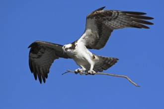 Western Osprey (Pandion haliaetus), Florida, USA