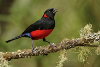 Scarlet-bellied Mountain-Tanager (Anisognathus igniventris) perched on a branch in the Andes