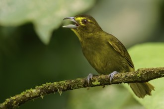 Lemon-spectacled Tanager (Chlorothraupis olivacea) perched on a branch in the Andes mountains of