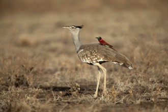 Arabian Bustard (Ardeotis arabs) with Northern Carmine Bee-eater (Merops nubicus) on its back,