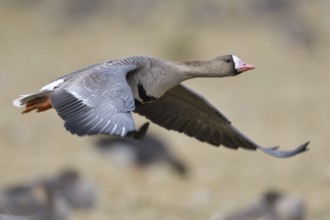 Greater White-fronted Goose (Anser albifrons) flying, North Rhine-Westphalia, Germany