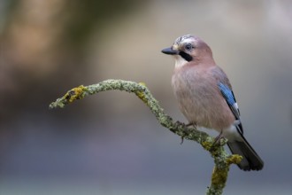 Eurasian Jay (Garrulus glandarius) perched on a branch, Saxony-Anhalt, Germany
