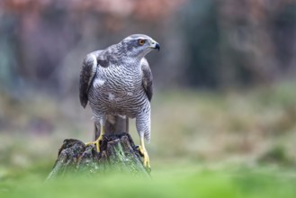 Northern Goshawk (Accipiter gentilis) female, Netherlands